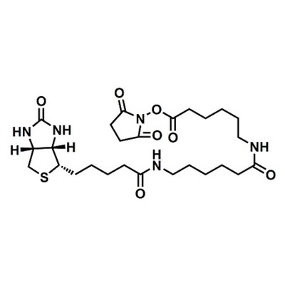 (+)-Biotin-LC-LC-NHS Ester
