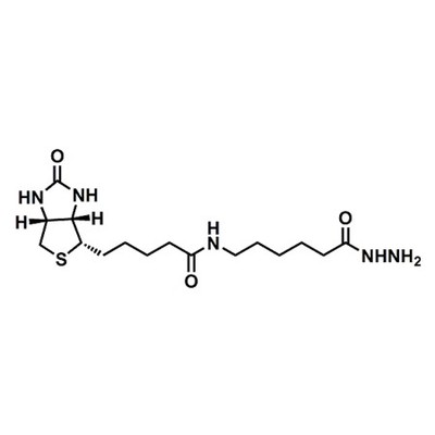 (+)-Biotin-LC-Hydrazide